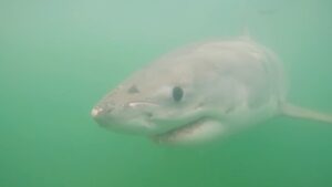 Riley Elliott Instagram - The third Great White shark has been tagged!!!
Mananui is named by Te Whānau a Tauwhao, the Hapū of the area where she was tagged. She is a female Great White shark, 3.2m in length, making her the largest Great White tagged so far. Her presence was awe inspiring, in size and demeanour. She wears battle scars and scratches, but was cautious and calculated. This prestige led to her naming; Mananui is the inshore headland of Bowentown, looking over the area she was tagged. Mananui was a stronghold Pā site protecting Te Whānau a Tauwhao people. This Great White was identified through fishermen photos by Dr Elliott, as having resided in this area for the last three summers and thus, like Mananui the Pā, she represents a stronghold presence of prestige and great mana.
At this size she is classified as a sub-adult, which means she is no longer a juvenile, but is not reproductively mature. Generally at this size/age, Great Whites’ metabolism speeds up, requiring them to feed on seals. Their teeth widen for hunting this prey, compared to more needle-like teeth of juveniles which eat fish. 
Mananui is now on the Great White App so follow her movements live every time she surfaces. 
This tag was offered as a Koha to the local Iwi of this area, who culturally respect the Moana and animals which reside in it. The presence of Great Whites in their area is seen as a blessing, as Māori myth and legend depict the Great White as a guardian of people, with the legendary Mangoroa being a Great White which was placed into the night sky becoming the Milky Way as we see it today. 

I was humbled to have the local Hapū Te Whanau a Tauwhao bless my Waka with a Karakia for its voyage in tagging Great Whites in this Moana. 

While it may look intense tagging her, you will see that the specific tag placement is as non invasive as it gets in this field of work and that’s reflected by the fact that she turned right around and continued to bless us with her interactions for several hours. 

And thank you to @extremeboats.nz @yamahamarinenz @gfabtrailers @raymarine_nz @mazda_nz @seadek for their support in enabling this Waka to do her mission.