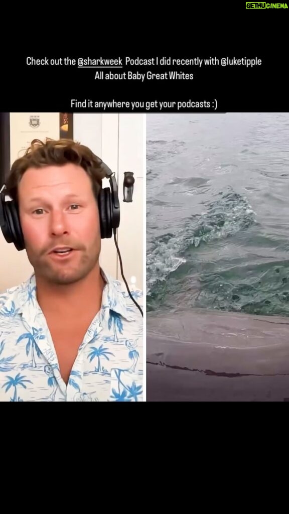 Riley Elliott Instagram - @sharkweek the podcast. Myself talking with @luketipple all about how you study a new and growing population of Great Whites when they pop up in your backyard! Search Shark Week wherever you get your podcasts and tune in. Cheers team