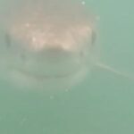 Riley Elliott Instagram - I hope everyone had a Merry Xmas. Stunning weather! I'm off for a surf, I am sure you are getting in the ocean in some form for fun too, so here's a great piece by the nzherald.co.nz on how we can be safe in the water, and co-exist with sharks. Be sure to check out the Great White App mentioned in here, at sustainableoceansociety website in my bio link and if you want to sponsor a shark, there are only a few left so get in quick. Have a fun filled summer break and a safe and happy New year 🙂 Thanks to all my supporting brands for their support: Mazda NZ Extreme Boats Yamaha Marine New Zealand GFAB Trailers Raymarine NZ SeaDek Marine Products EarthRanger The Dream Factory And thank YOU, the public for sponsoring shark tags!!