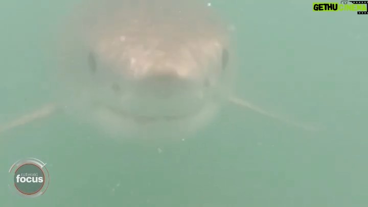 Riley Elliott Instagram - I hope everyone had a Merry Xmas. Stunning weather! I'm off for a surf, I am sure you are getting in the ocean in some form for fun too, so here's a great piece by the nzherald.co.nz on how we can be safe in the water, and co-exist with sharks. Be sure to check out the Great White App mentioned in here, at sustainableoceansociety website in my bio link and if you want to sponsor a shark, there are only a few left so get in quick. Have a fun filled summer break and a safe and happy New year π Thanks to all my supporting brands for their support: Mazda NZ Extreme Boats Yamaha Marine New Zealand GFAB Trailers Raymarine NZ SeaDek Marine Products EarthRanger The Dream Factory And thank YOU, the public for sponsoring shark tags!!
