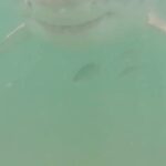 Riley Elliott Instagram - After a week on the water here is a brief summary of what I have found during Project Great White. Thank you to all the people who have sponsored tags. You have funded 14 so far!!! Which is just amazing. Six more to be sponsored so go to www.sustainableoceansociety.co.nz (link in bio) if you want to sponsor and name a shark. The Great White App is in its final stages of development. And I will be doing another week of tagging effort to try and deploy more. But will be taking a break over the Xmas holidays and then will be back at it so we can learn more about these sharks. Thank you so much to @extremeboats.nz @yamahamarinenz @mazda_nz @gfabtrailers @raymarine_nz and @seadek for enabling me to get out here and do this novel research, for us and for the sharks.