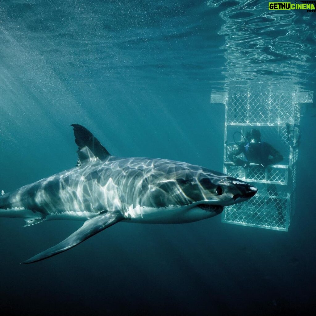 Riley Elliott Instagram - CAN YOU HELP me photo ID the new and growing population of Great Whites in Nz? Please go to the link in my bio and vote for me in the @canon.nz Oceania Grant which would equip my team with the essential camera equipment to take the critical photos of identification marks that we use for population estimates and tracking individuals through time. This would be a huge supporting leg for the Great White Project so please go to the link in my bio or just google Canon Oceania Grant, click vote now on their page and select the environment category and choose Sustainable Ocean Society which is our charity of support. Thanks so much
