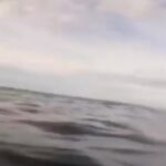 Riley Elliott Instagram - Today the Coroner’s report was released for the tragic shark fatality in Bowentown NZ Jan 2021. I really struggle to post about this, but I wanted to ensure accurate information and context was provided in this case, and the ongoing presence of Great Whites in this area, especially with summer approaching. I live just up the coast from Bowentown, I surf, I dive, and I have friends and family who play in the sea too. I am also a shark biologist, specialised in shark behaviour.I have worked in ‘conflict regions’ where GWs overlap with people, and can result in adverse interactions. In some places they thought nets, hooks and guns were the answer. Scientific studies showed it wasn’t. Technology, research and the public communication of information through modern media is the answer and has been proven successful in places like California, NSW Australia and S Africa. With this in mind I submitted to the Department of Conservation for a permit to tag and track this protected species, in order to emulate the successful projects I have been involved with or witnessed overseas. The permit was given in June 2022, and now the ‘Great White Project’ is underway.  Without Government funding for this area of research in NZ, I called on the NZ public to empower such a project by sponsoring satellite tags that enable us to determine what the sharks are doing and where, and how that overlaps with us. So far 8 / 20 permitted tags have been sponsored and naming rights given. What’s amazing for everyone is the ‘Great White App’ coming soon, which will, free to the public, allow you to visually see where the sharks are, and through scientific insight being added, what they are doing in relation to us.In this way we can hopefully reduce risks for us and for sharks, by utilising technology. I feel for the family and friends of Kaelah, the lifeguards and doctors on site, but as Kiwis I know that we respect nature and the wild animals in it.  If you want to learn more about the sharks in this region, and/or support the generation of knowledge by sponsoring and naming a shark, please go to www.sustainableoceansociety.co.nz link in my bio.