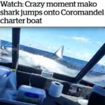 Riley Elliott Instagram - The shark forecast is spicy today with Mako sharks landing on boats out front of my house today! Good to see these fishermen @churchyschartersnz were respectful enough not to try and go up there to protect their window wipers but rather wait for the highly intelligent mako to realise it got the gymnastics routine wrong and wiggle back in. In all honestly and seriousness this is unfortunately the most common way ‘shark attacks’ by Mako sharks happen. When they are hooked on a line, and start to go airborne in panic and effort to rid this foreign thing in their jaw and they sometimes land in the boat. As stated by these fishermen, they were happy it didn’t land in the back of the boat as that’s a whole different kettle of fish. If you are jigging or live baiting for kingfish, this is usually when catching Mako can occur. It’s a difficult scenario as you do NOT want the shark to take a bunch of line, and you panic and cut the nylon, because that shark will tow that deadly line around for the rest of its life, slowly but surely becoming entangled. On the other hand many people are scared of getting close to a shark, which is fair enough, and will now be a bit more afraid of one landing in the boat. But best practise if you hook a shark is to get it to the boat safely and respectfully and cut the nylon right beside the hook. This keeps the shark in the water, you safe on the boat and the hook will rust out easy as. The better practise is to try and avoid catching sharks where possible by not intentionally hooking one that comes around the boat, as it’s just not worth the risks, to you or the shark. Overall the greater message is, this was likely an experience that made men feel a little bit scared for a moment, then likely some empathy for what is a literal fish out of water, then some relief when it got back in, for their sake and the sharks. And that’s all good vibes. But as someone who’s had a Great White jump in the back of their boat once before, it can be a much riskier experience, so remember, respect the ocean, wear a life jacket, watch the weather, and get a coastguard membership as the sea itself is far more dangerous than even a shark on your boat ;)