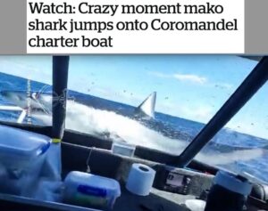 Riley Elliott Instagram - The shark forecast is spicy today with Mako sharks landing on boats out front of my house today! 
Good to see these fishermen @churchyschartersnz were respectful enough not to try and go up there to protect their window wipers but rather wait for the highly intelligent mako to realise it got the gymnastics routine wrong and wiggle back in.  In all honestly and seriousness this is unfortunately the most common way ‘shark attacks’ by Mako sharks happen. When they are hooked on a line, and start to go airborne in panic and effort to rid this foreign thing in their jaw and they sometimes land in the boat. As stated by these fishermen, they were happy it didn’t land in the back of the boat as that’s a whole different kettle of fish. If you are jigging or live baiting for kingfish, this is usually when catching Mako can occur. It’s a difficult scenario as you do NOT want the shark to take a bunch of line, and you panic and cut the nylon, because that shark will tow that deadly line around for the rest of its life, slowly but surely becoming entangled. On the other hand many people are scared of getting close to a shark, which is fair enough, and will now be a bit more afraid of one landing in the boat. But best practise if you hook a shark is to get it to the boat safely and respectfully and cut the nylon right beside the hook. This keeps the shark in the water, you safe on the boat and the hook will rust out easy as. The better practise is to try and avoid catching sharks where possible by not intentionally hooking one that comes around the boat, as it’s just not worth the risks, to you or the shark. Overall the greater message is, this was likely an experience that made men feel a little bit scared for a moment, then likely some empathy for what is a literal fish out of water, then some relief when it got back in, for their sake and the sharks. And that’s all good vibes. But as someone who’s had a Great White jump in the back of their boat once before, it can be a much riskier experience, so remember, respect the ocean, wear a life jacket, watch the weather, and get a coastguard membership as the sea itself is far more dangerous than even a shark on your boat ;)