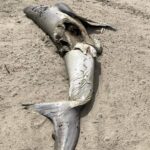 Riley Elliott Instagram - A juvenile Great White washed up on Ripiro beach on New Zealand’s w coast with what looks to be an Orca predation, with an incision to extract the nutrient rich liver. This is something Orca in Nz have done for a long time with shark species. Compared to the highly covered S Africa incidences, in Nz its generally been stingray and other shark species, as documented by Orca specialist Dr Ingrid Visser and Steve Hathaway. While this has likely occurred with White sharks in Nz due to their presence, this is of the first to wash up. The area this occurred in is coastal to a well known GW nursery, the Kaipara harbour as documented by Dr Clinton Duffy. It reflects why harbours are used as nursery grounds for shelter and plentiful small food sources for young juveniles. Going outside can pose more risk not only to predation but also coastal set nets and kontiki fishing lines which regularly catch juvenile white sharks. This is one of the reasons for my GW tagging project in NE NZ, in order to better understand the habitat use of this critical age demographic. Not only for the predation but also bycatch through fishing. Given this potential orca kill is a rare find I don’t feel a need to worry about GW displacement seen in S Africa and documented by @alisontowner but it is critical to obtain baseline understanding of shark distribution to measure any potential affect of Orca predation or fishing practises. The most important observation from images thanks to David Cameron, is the shark had its head removed by people. I mention this as its illegal to kill, harm or disturb a live white shark but also to tamper with a dead one. It is a legal requirement to report accidental capture of GWs to the Department of Conservation so that they can continue to protect this species. Orca predation aside, there have been several human induced fatalities of GWs in NE NZ where I am starting a tagging study so please ensure you visibly monitor set nets, don’t set near aggregations of GWs and meet legal requirements for length and naming floats. If you want to support the Great White tagging study in the NE NZ region this summer go to the link in my bio