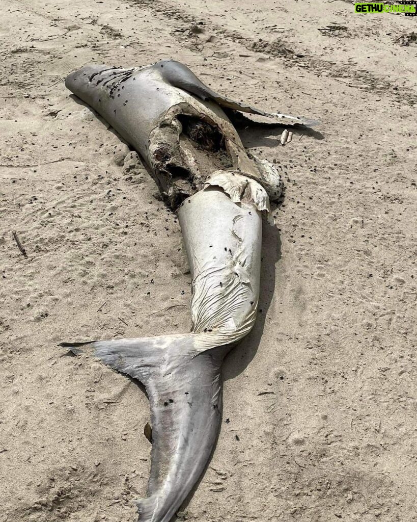 Riley Elliott Instagram - A juvenile Great White washed up on Ripiro beach on New Zealand’s w coast with what looks to be an Orca predation, with an incision to extract the nutrient rich liver. This is something Orca in Nz have done for a long time with shark species. Compared to the highly covered S Africa incidences, in Nz its generally been stingray and other shark species, as documented by Orca specialist Dr Ingrid Visser and Steve Hathaway. While this has likely occurred with White sharks in Nz due to their presence, this is of the first to wash up. The area this occurred in is coastal to a well known GW nursery, the Kaipara harbour as documented by Dr Clinton Duffy. It reflects why harbours are used as nursery grounds for shelter and plentiful small food sources for young juveniles. Going outside can pose more risk not only to predation but also coastal set nets and kontiki fishing lines which regularly catch juvenile white sharks. This is one of the reasons for my GW tagging project in NE NZ, in order to better understand the habitat use of this critical age demographic. Not only for the predation but also bycatch through fishing. Given this potential orca kill is a rare find I don’t feel a need to worry about GW displacement seen in S Africa and documented by @alisontowner but it is critical to obtain baseline understanding of shark distribution to measure any potential affect of Orca predation or fishing practises. The most important observation from images thanks to David Cameron, is the shark had its head removed by people. I mention this as its illegal to kill, harm or disturb a live white shark but also to tamper with a dead one. It is a legal requirement to report accidental capture of GWs to the Department of Conservation so that they can continue to protect this species. Orca predation aside, there have been several human induced fatalities of GWs in NE NZ where I am starting a tagging study so please ensure you visibly monitor set nets, don’t set near aggregations of GWs and meet legal requirements for length and naming floats. If you want to support the Great White tagging study in the NE NZ region this summer go to the link in my bio