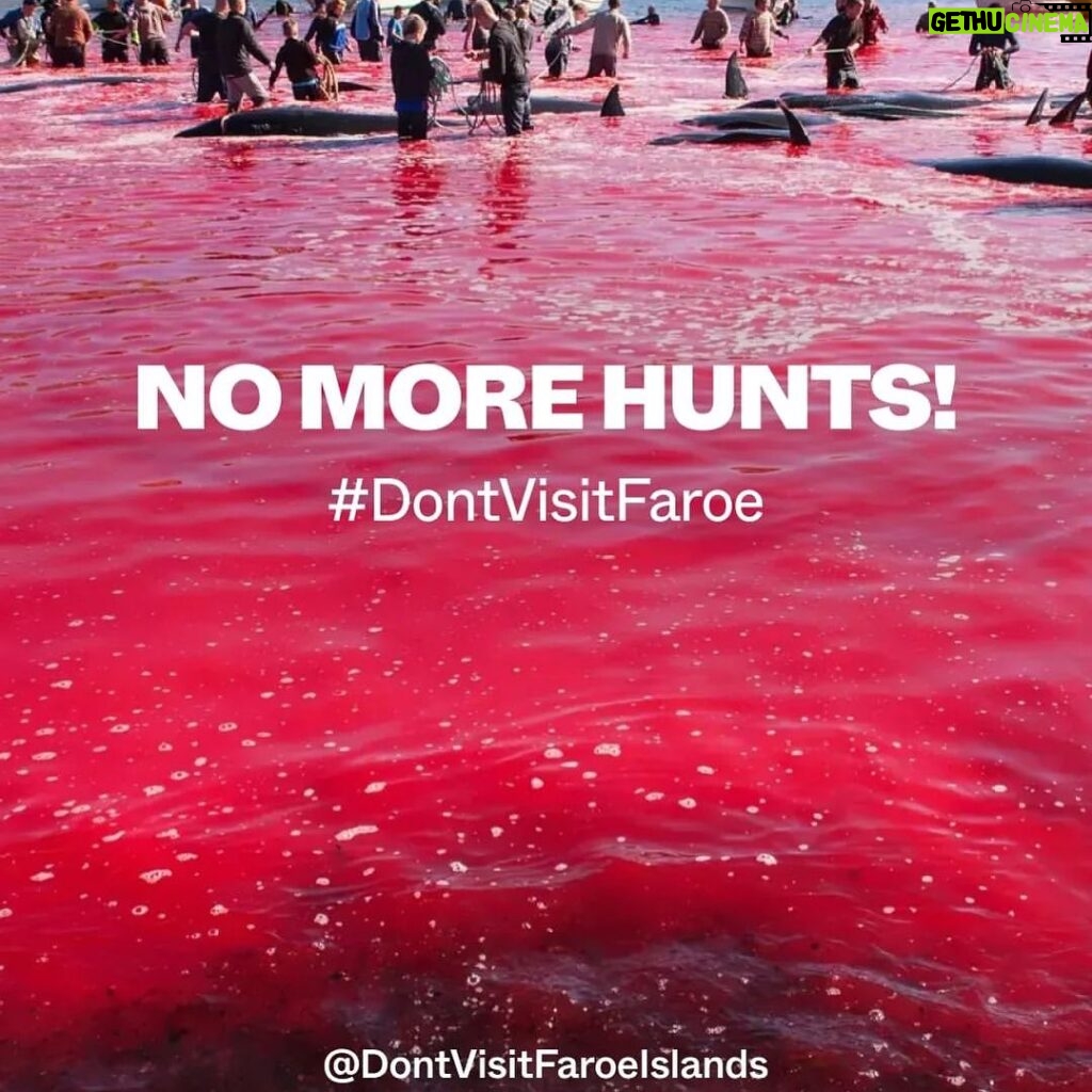 Riley Elliott Instagram - While I respect indigenous cultures where food gathering practices historically reflect the available food types in an area, I don’t think mass slaughter of marine mammals in this developed area is ok. Food can be grown, harvested or imported in ways that don’t require such a barbaric method of food gathering. Cultures evolve with time. This one needs too. It’s no different than The Cove in Japan, so please help put similar pressure on this issue. Please share posts with #dontvisitfaroe and sign the petition by going to @dontvisitfaroeislands