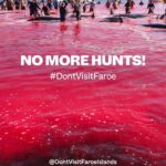 Riley Elliott Instagram - While I respect indigenous cultures where food gathering practices historically reflect the available food types in an area, I don’t think mass slaughter of marine mammals in this developed area is ok. Food can be grown, harvested or imported in ways that don’t require such a barbaric method of food gathering. Cultures evolve with time. This one needs too. It’s no different than The Cove in Japan, so please help put similar pressure on this issue. Please share posts with #dontvisitfaroe and sign the petition by going to @dontvisitfaroeislands