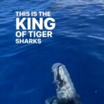 Riley Elliott Instagram - Epic post from @juansharks seeing ‘me’ again. This rad as male they called Riley Words by @juansharks Would you dive with the king? This shark ID Riley @oneoceandiving named after shark scientist @thelifeofrileynz This is only larger adult male that we have seen in over 20 years. We see juvenile male tiger sharks but not adults. My theory is that Riley pushes all the males out of the area kinda like how male lions do in a pride. Tiger sharks don’t really pack up like lions do and are more nomadic but Riley for sure is keeping all the other males his size out of this coast coast line either because of competition or territory reasons. He has been hanging out this week and sightings today on the 9am charter. #TurnFearIntoFacts #ApexPredatorNotMonster #sharkidriley #weneedsharks #tigershark #oahulife #haleiwa