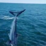 Riley Elliott Instagram - Did you know that this is how the vast majority of Mako shark ‘attacks’ happen. Because people love to see them fly and even those less intellectual or respectful, just catch them for fun. The good thing about a Mako is they have an attitude like no other and will even turn back at the boat and come at you once they feel the hook. Everything aside, I think you deserve a shark attack like this if you disrespect an apex predator but by no means should it be counted as a shark attack in the general sense. Great news is many fishing tournaments no longer encourage or reward shark catches and instead when sharks are accidentally caught, they are tagged and released.
