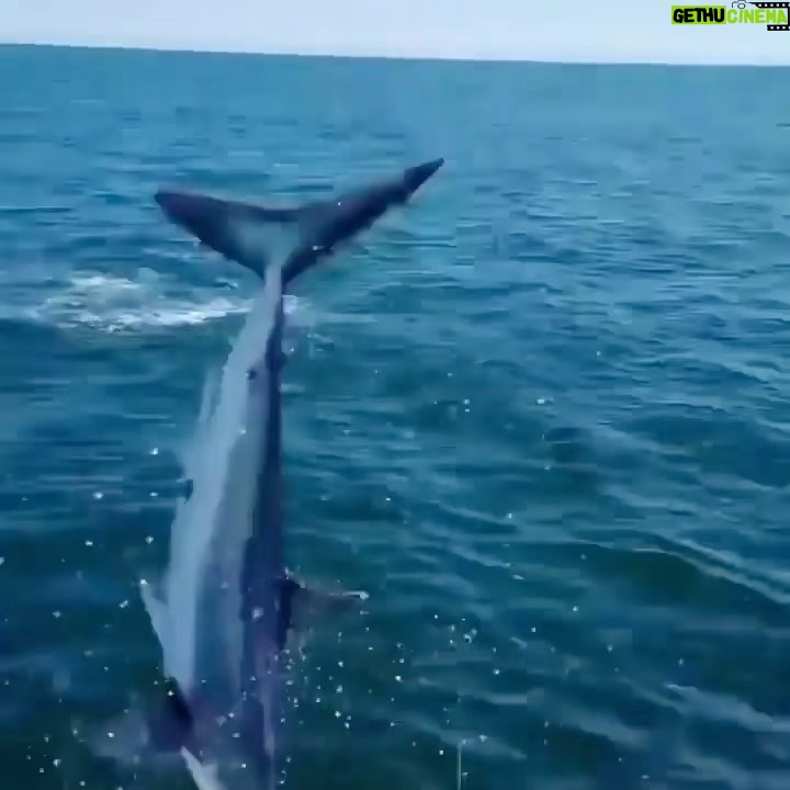 Riley Elliott Instagram - Did you know that this is how the vast majority of Mako shark ‘attacks’ happen. Because people love to see them fly and even those less intellectual or respectful, just catch them for fun. The good thing about a Mako is they have an attitude like no other and will even turn back at the boat and come at you once they feel the hook. Everything aside, I think you deserve a shark attack like this if you disrespect an apex predator but by no means should it be counted as a shark attack in the general sense. Great news is many fishing tournaments no longer encourage or reward shark catches and instead when sharks are accidentally caught, they are tagged and released.