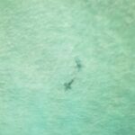 Riley Elliott Instagram - Shark courtship behaviour! It’s like they know to go into the deep away from sight to do the deed, but something I plan to capture this summer as the mature animals come into the shallows