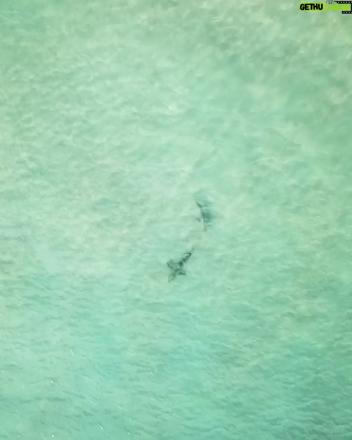 Riley Elliott Instagram - Shark courtship behaviour! It’s like they know to go into the deep away from sight to do the deed, but something I plan to capture this summer as the mature animals come into the shallows