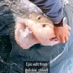 Riley Elliott Instagram - @jimipartingtonsdx at his best interacting with a massive Great White in Nz in a way that takes a true talent to do. This looks gnarly and aggressive but it’s as gentle as a Great White gets. The shark kept coming back time after time for more contact. When you touch the nose of a shark you stimulate its electroreceptors seemingly giving it a stimulus they find enjoyable or at least interesting enough to come back for more. This clip is from one of the best shows I have seen on @sharkweek called Great White Open Ocean, created by one of the incredible OGs of sharkweek @jeff_kurr It beautifully illustrates a natural talent with animals that @jimipartingtonsdx has and the extent he and our shark week group goes to in order to reveal the full spectrum of shark behaviour. Get well Jimi. The entire shark community will see you back doing this stuff again soon. Be sure to check out @sharkweek on @discovery and @discoveryplus Epic clip by @dickie_chivell
