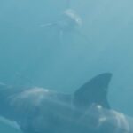 Riley Elliott Instagram - For the first time ever, #SharkWeek is headed to the Metaverse! Join me TONIGHT at 7p ET IN THE SHARK CAGE with me through this once in a lifetime immersive digital experience where we will investigate the great white sharks of New Zealand in Horizon Worlds venues and on the Shark Week Facebook page. #HorizonBlockParty Don’t miss all the heart-pumping moments as Shark Week continues on Discovery and discovery+. Follow this link to check out the event! oculus.com/experiences/event/1009477286379364/ And Happy @sharkweek thanks to @discovery @wbd @discoveryplus