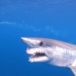 Riley Elliott Instagram - Two of the craziest things I have ever seen in one clip! Firstly and yes, that's a Mako shark POOPING! And secondly yes that's a Mako shark with a deformed jaw structure ;( It's coming up to @sharkweek on @discvoery and @discoveryplus July 24th sooooooo it's time to learn some interesting shark stuff. Shark Poo is rarely captured on camera, but as with all of us, it happens on the reg. Shark Poo is unique however in that unlike ours, it comes out super fine, almost like dust. This is because sharks are so highly evolved that they have a special digestive system called the Spiral Valve. Their intestinal tract is shorter than ours, so the Spiral Valve retains food in the intestine longer, digesting it more efficiently and thus extracting greater nutrients out of it, meaning that they do not need to eat as regularly as us to gather required energy!!!! How amazing. What's cooler is that shark poo is full of critical micronutrients like Iron, which stimulate Primary Production and thus tackle climate change through carbon absorption. So in short, shark poo is saving the planet :) The 2nd shark - not such a fun story. It has likely been caught by fishermen damaging its jaw via a hook and line. BUT the good news is this shark is amazingly still fit and healthy. Also if you see a shark with hooks in its mouth, it can actually be a good thing as it reflects the work of ethical fishermen who release sharks caught by accident, alive bysimply cutting the line. The shark lives on, the hooks rust out and everybody wins, because remember without shark poo climate change wins, and also that Primary Production gives us half the air we breathe! So a side note for those fishers who kill sharks for a $1 hook - is that worth half the air you breathe? Footage shot on location during @sharkweek with myself and @Andy B Casagrande IV thanks to an epic @gopro rig