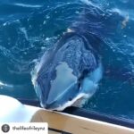 Riley Elliott Instagram - @sharkweek starts on the 24th July on @discovery This is my most viral clip ever captured for sharks. I am not sure why? Can you tell me? I think it’s because it raises questions. Why is this Mako biting the boat? And this is why I love doing #sharkweek every year, as it empowers myself and many of my shark passionate friends, to go to all corners of the globe to explore, discover and share the amazing world of sharks. Be sure to tune in on @discovery and @discoveryplus from the 24th June if you are in the northern hemisphere ;) This year my team undertook an incredibly challenging task of finding where Great whites and Makos overlap in Nz in Great White vs Mako #underwatershots #underwaterpics #underwaterphotography #Freediving training #apnea #freedive #marinelife #waterman #freedivingphotography #uwpics #freedivers #freedivephoto #flfreedivers #watermen #uwphoto #uwphotographer #sharkskin #sharkdiver #sharkies #sharkfin #sharklife #underwatershots #freedivingart #shark #JAWS #photooftheday #canon #gopro #oceancitymaryland @shark.day @discoversharks @sharksdaily @wildlifepage @ocean @ocean_magazine @oceanarmor @spotmydive @divingphoto @passportocean @finalliance @underwaterstuffs @angels.of.the.sea @spearfish.and.freedive.world @sp.f2 @spearchannel @spearfishing.reviews @natgeoadventure @gopro @goproanz @redbull @redbullnz @roam @tentree @letswander @starfish.and.freedoms.world