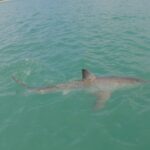 Riley Elliott Instagram - Another Great White shark has been tagged and is on the Great White App! It’s name is SWAJ - named by sponsors who wanted to help reverse the JAWS mentality - and what better a shark than this amazing 1.4m long, less than one year old new born. A very novel shark to tag. She is the second I have seen in this area which reflects how important it is for the species. On the same day as I tagged this shark I unfortunately also got news that Takami’s tag was torn off by a fishing longline put out off the beach using a kontiki. From the report it would appear that Takami interacted with the line, either for its bait or a fish that was hooked, and she got hooked herself and panicked, becoming entangled. She broke free but the tag got snagged on the longline which was recovered when they reeled it in. I am very grateful for the guys reporting it to me and are sending the tag back for re-deployment later. It is not their fault at all, as they were just tying to catch a feed in what is a very low bycatch manner. It has however become a more common source of juvenile GW interactions. These men were doing the right thing, watching their longline so they could have released any bycatch that may occur. It appears Takami got away ok but I am gutted that we won’t be able to follow her movements anymore. This tagging project is designed to help us learn more about their critical habitat so that we can ensure we don’t adversely interact with them and vice versa. At this stage however, as seen through Takami and in tagging SWAJ, a baby Gw, it would appear that they are vulnerable little sharks likely facing greater risks day to day from fishing interactions. Please don’t use set nets in areas with larger animal presence and if you accidentally hook a shark on a line, please cut the line at the hook and release the shark immediately while it remains in the water. If it’s a GW this is a legal obligation and you must report it to DOC. The Great White App is now available on the Google store for Android, for a small fee that supports the running of this project. It is being developed for Apple asap and it as always is available free to view at sustainableoceansociety.co.nz