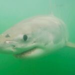 Riley Elliott Instagram - The morning ritual of wake up, coffee in hand but rather than straight to the newspaper, now I am all about seeing where the Great Whites are and wow Mananui has made an incredible mission up the Coromandel Coast, passed my house and to the Mercury Bay Islands. Where to next for this shark??? Keep an eye on the Great White App (link in my bio) Bowentown, Waihi Beach
