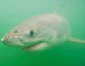 Riley Elliott Instagram - The morning ritual of wake up, coffee in hand but rather than straight to the newspaper, now I am all about seeing where the Great Whites are and wow Mananui has made an incredible mission up the Coromandel Coast, passed my house and to the Mercury Bay Islands. Where to next for this shark??? Keep an eye on the Great White App (link in my bio)