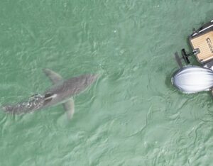 Riley Elliott Instagram - The morning ritual of wake up, coffee in hand but rather than straight to the newspaper, now I am all about seeing where the Great Whites are and wow Mananui has made an incredible mission up the Coromandel Coast, passed my house and to the Mercury Bay Islands. Where to next for this shark??? Keep an eye on the Great White App (link in my bio)