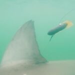 Riley Elliott Instagram - The morning ritual of wake up, coffee in hand but rather than straight to the newspaper, now I am all about seeing where the Great Whites are and wow Mananui has made an incredible mission up the Coromandel Coast, passed my house and to the Mercury Bay Islands. Where to next for this shark??? Keep an eye on the Great White App (link in my bio) Bowentown, Waihi Beach