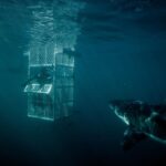 Riley Elliott Instagram - Thank you @sharkweek for another amazing opportunity to share sharks with the world. I hope you all enjoyed it!!! I’m sure there was something for everyone? I would love to know your thoughts? A huge thanks to all the crew who helped make Jaws in the Shallows. The NZ community who have helped fund tags, house our crew, feed us and provide super useful citizen science by reporting great white sightings. Thank you also to @stephendavidentertainment for helping produce our show. Thanks to @discovery for providing me a childhood dream come true. Thanks also to @extremeboats.nz @yamahamarinenz @gfabtrailers @raymarine_nz @mazda_nz for enabling this project with the research vessel and truck to tow it. Thanks to my stunning wife @amberandfriendsphoto for helping tag and present while in first trimester sickness xxx And thanks to awesome ocean hero’s @prideofgypsies @kimi_swimmy @mikecoots for bringing massive exposure and appreciation for the ocean. Jaws in the Shallows isn’t just a tv show, it’s a representation of a greater research project that I am writing up for publication now, in effort to bring better awareness of this endangered species. It’s also a project to help us as ocean users coexist while playing in the sharks domain. I surf in these very waters where there are now Great whites. Time to walk the talk aye;) Shark Week is about the sharks. Without such a platform, without public engagement and support, without brands supporting it, this wouldn’t happen so thank you all for helping us help the sharks.