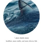 Riley Elliott Instagram - December feature 🦈 Gracing the pages of this month’s magazine is a compelling and educational article by marine biologist and shark expert @thelifeofrileynz. Packed with thought-provoking information and stunning imagery from @amberandfriendsphoto, it will give you a new perspective on our toothy friends. A must-read for everyone 🙌 Instores and online now (link in bio) #fishing #fishingnz #nzfishing #newzealand #snapper #fish #kingfish #nzfishingnews #catch #boating #fishingaddict #shark New Zealand