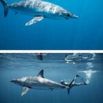 Riley Elliott Instagram - December feature 🦈 Gracing the pages of this month’s magazine is a compelling and educational article by marine biologist and shark expert @thelifeofrileynz. Packed with thought-provoking information and stunning imagery from @amberandfriendsphoto, it will give you a new perspective on our toothy friends. A must-read for everyone 🙌 Instores and online now (link in bio) #fishing #fishingnz #nzfishing #newzealand #snapper #fish #kingfish #nzfishingnews #catch #boating #fishingaddict #shark New Zealand