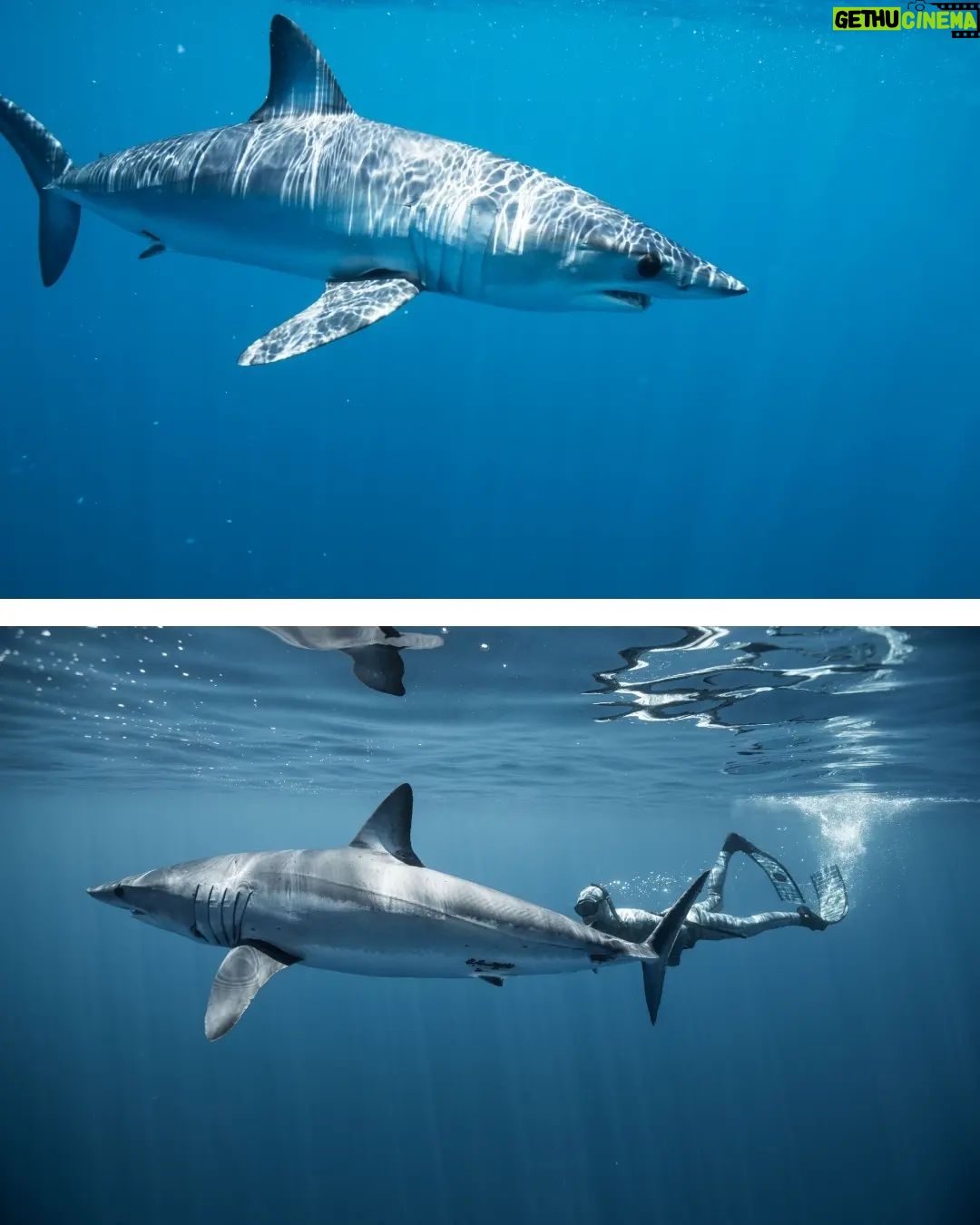 Riley Elliott Instagram - December feature 🦈 Gracing the pages of this month’s magazine is a compelling and educational article by marine biologist and shark expert @thelifeofrileynz. Packed with thought-provoking information and stunning imagery from @amberandfriendsphoto, it will give you a new perspective on our toothy friends. A must-read for everyone 🙌 Instores and online now (link in bio) #fishing #fishingnz #nzfishing #newzealand #snapper #fish #kingfish #nzfishingnews #catch #boating #fishingaddict #shark New Zealand