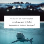 Riley Elliott Instagram - December feature 🦈 Gracing the pages of this month’s magazine is a compelling and educational article by marine biologist and shark expert @thelifeofrileynz. Packed with thought-provoking information and stunning imagery from @amberandfriendsphoto, it will give you a new perspective on our toothy friends. A must-read for everyone 🙌 Instores and online now (link in bio) #fishing #fishingnz #nzfishing #newzealand #snapper #fish #kingfish #nzfishingnews #catch #boating #fishingaddict #shark New Zealand