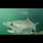 Riley Elliott Instagram - A fascinating time in NZ for ocean life. This time of year we get the E Aus current pushing down our warm summer water. Already we have had sea snakes, turtles and migratory birds turn up. Also Great whites popping up in harbours likely pupping. This map shows an awesome Tiger shark I have followed for a long time, tagged by Australian scientists at Norfolk Island after we did a @sharkweek show the year prior, emphasising the need to study these animals and they did a great job tagging a bunch which you can follow on the @ocearch app. It’s my silent addiction watching where these sharks move and as you can see by the sea temperature map, this shark is moving towards NZ with that descending warm water. Tiger sharks generally reside within water over 22’C and this shark is doing just that. We used to have many records of Tigers caught out at Mayor island but research shows they generally stay deep and so are rarely seen. But I’ve also seen photos of baby Tigers caught in the Hauraki Gulf just off Auckland CBD which shows some novel and unprecedented pupping behaviour. Long story short, satellite tracking provides some amazing insight into animals and that is the endeavour of my Great White project, where people can sponsor a shark, name it, and a soon to be released website will allow anyone to follow their movements. It’s good for the sharks through scientific conservation but also for us, to best educate ourselves on where we may wish to swim. If you are interested in sponsoring a great white go to www.sustainableocean society.co.nz link in my bio