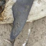 Riley Elliott Instagram - A juvenile Great White washed up on Ripiro beach on New Zealand’s w coast with what looks to be an Orca predation, with an incision to extract the nutrient rich liver. This is something Orca in Nz have done for a long time with shark species. Compared to the highly covered S Africa incidences, in Nz its generally been stingray and other shark species, as documented by Orca specialist Dr Ingrid Visser and Steve Hathaway. While this has likely occurred with White sharks in Nz due to their presence, this is of the first to wash up. The area this occurred in is coastal to a well known GW nursery, the Kaipara harbour as documented by Dr Clinton Duffy. It reflects why harbours are used as nursery grounds for shelter and plentiful small food sources for young juveniles. Going outside can pose more risk not only to predation but also coastal set nets and kontiki fishing lines which regularly catch juvenile white sharks. This is one of the reasons for my GW tagging project in NE NZ, in order to better understand the habitat use of this critical age demographic. Not only for the predation but also bycatch through fishing. Given this potential orca kill is a rare find I don’t feel a need to worry about GW displacement seen in S Africa and documented by @alisontowner but it is critical to obtain baseline understanding of shark distribution to measure any potential affect of Orca predation or fishing practises. The most important observation from images thanks to David Cameron, is the shark had its head removed by people. I mention this as its illegal to kill, harm or disturb a live white shark but also to tamper with a dead one. It is a legal requirement to report accidental capture of GWs to the Department of Conservation so that they can continue to protect this species. Orca predation aside, there have been several human induced fatalities of GWs in NE NZ where I am starting a tagging study so please ensure you visibly monitor set nets, don’t set near aggregations of GWs and meet legal requirements for length and naming floats. If you want to support the Great White tagging study in the NE NZ region this summer go to the link in my bio