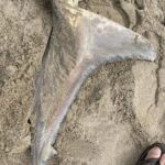 Riley Elliott Instagram - A juvenile Great White washed up on Ripiro beach on New Zealand’s w coast with what looks to be an Orca predation, with an incision to extract the nutrient rich liver. This is something Orca in Nz have done for a long time with shark species. Compared to the highly covered S Africa incidences, in Nz its generally been stingray and other shark species, as documented by Orca specialist Dr Ingrid Visser and Steve Hathaway. While this has likely occurred with White sharks in Nz due to their presence, this is of the first to wash up. The area this occurred in is coastal to a well known GW nursery, the Kaipara harbour as documented by Dr Clinton Duffy. It reflects why harbours are used as nursery grounds for shelter and plentiful small food sources for young juveniles. Going outside can pose more risk not only to predation but also coastal set nets and kontiki fishing lines which regularly catch juvenile white sharks. This is one of the reasons for my GW tagging project in NE NZ, in order to better understand the habitat use of this critical age demographic. Not only for the predation but also bycatch through fishing. Given this potential orca kill is a rare find I don’t feel a need to worry about GW displacement seen in S Africa and documented by @alisontowner but it is critical to obtain baseline understanding of shark distribution to measure any potential affect of Orca predation or fishing practises. The most important observation from images thanks to David Cameron, is the shark had its head removed by people. I mention this as its illegal to kill, harm or disturb a live white shark but also to tamper with a dead one. It is a legal requirement to report accidental capture of GWs to the Department of Conservation so that they can continue to protect this species. Orca predation aside, there have been several human induced fatalities of GWs in NE NZ where I am starting a tagging study so please ensure you visibly monitor set nets, don’t set near aggregations of GWs and meet legal requirements for length and naming floats. If you want to support the Great White tagging study in the NE NZ region this summer go to the link in my bio
