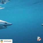 Riley Elliott Instagram - • @sharkweek Great Whites AND Makos? JAW-SOME! 🦈🦈 #SharkWeek⁣ ⁣ ▶️ Clash of Killers: Great White vs Mako starts now on @Discovery and streaming on @discoveryplus⁣ 🌊 @thelifeofrileynz x @saminthewild_