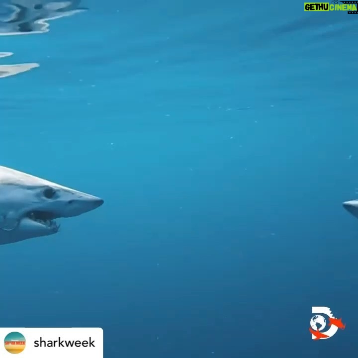 Riley Elliott Instagram - • @sharkweek Great Whites AND Makos? JAW-SOME! 🦈🦈 #SharkWeek ▶️ Clash of Killers: Great White vs Mako starts now on @Discovery and streaming on @discoveryplus 🌊 @thelifeofrileynz x @saminthewild_