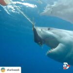 Riley Elliott Instagram - • @sharkweek Great Whites AND Makos? JAW-SOME! 🦈🦈 #SharkWeek⁣ ⁣ ▶️ Clash of Killers: Great White vs Mako starts now on @Discovery and streaming on @discoveryplus⁣ 🌊 @thelifeofrileynz x @saminthewild_