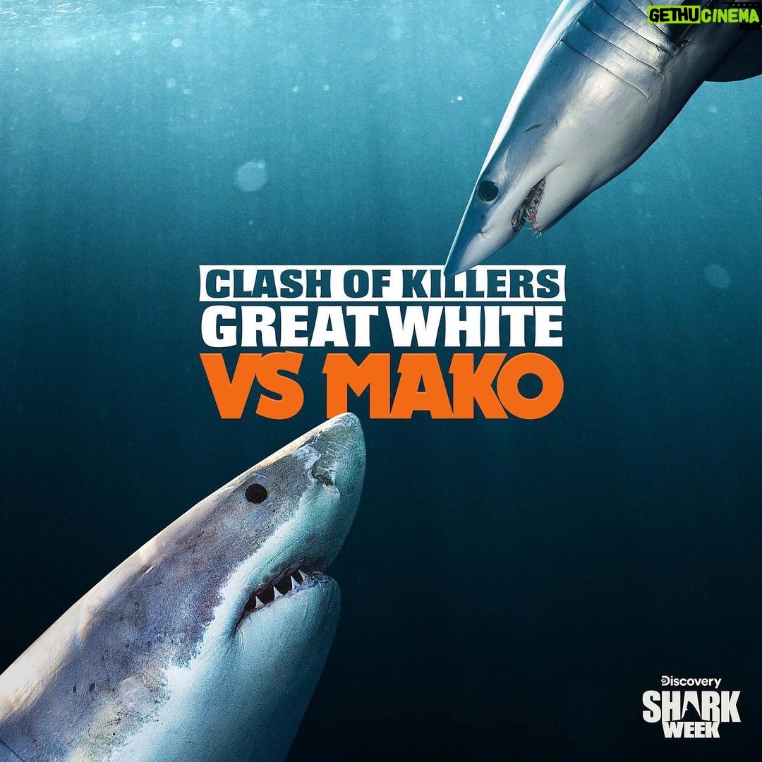 Riley Elliott Instagram - • @sharkweek Great Whites AND Makos? JAW-SOME! 🦈🦈 #SharkWeek ▶️ Clash of Killers: Great White vs Mako starts now on @Discovery and streaming on @discoveryplus 🌊 @thelifeofrileynz x @saminthewild_