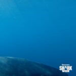 Riley Elliott Instagram - Tonight Watch Clash of Killers: Great White vs Mako, Friday at 9p ET on @Discovery and @discoveryplus #SharkWeek This was such an extreme adventure on the high seas trying to follow the migration of two open ocean predators. Be sure to tune in for some incredible shark action and insane New Zealand landscapes with myself and @saminthewild_ Thanks to @radleystudios Sigi @wazzagreen @liquid_action_films George @billy.turner98 Tony Spear @sharkexperiencebluff and Sean Kelly