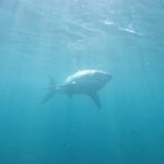 Riley Elliott Instagram - For the first time ever, #SharkWeek is headed to the Metaverse! Join me TONIGHT at 7p ET IN THE SHARK CAGE with me through this once in a lifetime immersive digital experience where we will investigate the great white sharks of New Zealand in Horizon Worlds venues and on the Shark Week Facebook page. #HorizonBlockParty Don’t miss all the heart-pumping moments as Shark Week continues on Discovery and discovery+. Follow this link to check out the event! oculus.com/experiences/event/1009477286379364/ And Happy @sharkweek thanks to @discovery @wbd @discoveryplus