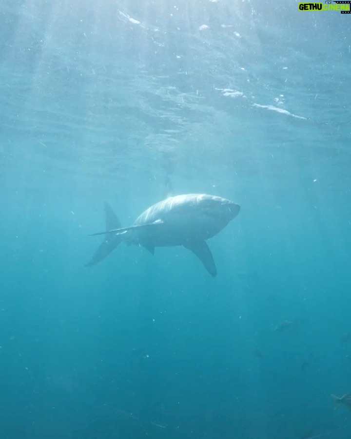 Riley Elliott Instagram - For the first time ever, #SharkWeek is headed to the Metaverse! Join me TONIGHT at 7p ET IN THE SHARK CAGE with me through this once in a lifetime immersive digital experience where we will investigate the great white sharks of New Zealand in Horizon Worlds venues and on the Shark Week Facebook page. #HorizonBlockParty Don’t miss all the heart-pumping moments as Shark Week continues on Discovery and discovery+. Follow this link to check out the event! oculus.com/experiences/event/1009477286379364/ And Happy @sharkweek thanks to @discovery @wbd @discoveryplus