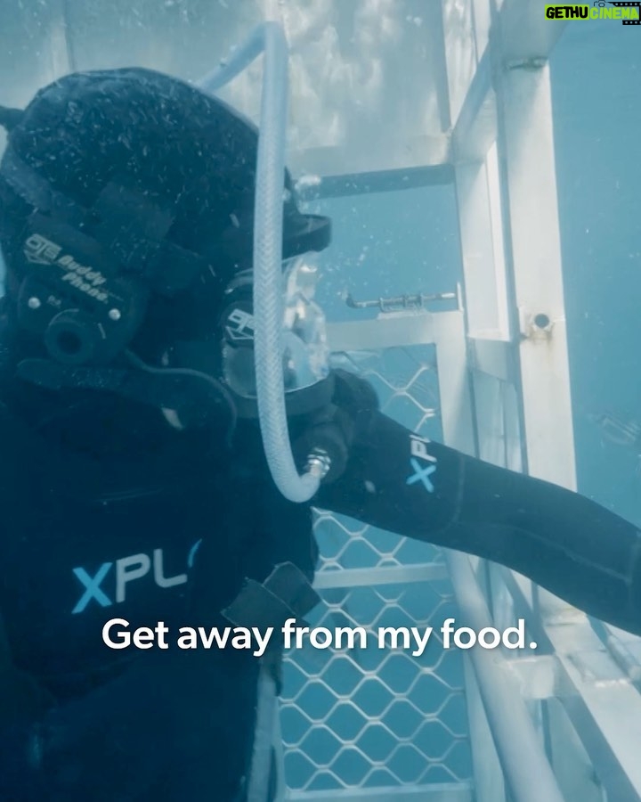 Riley Elliott Instagram - For the first time ever, #SharkWeek is headed to the Metaverse! Join me TONIGHT at 7p ET IN THE SHARK CAGE with me through this once in a lifetime immersive digital experience where we will investigate the great white sharks of New Zealand in Horizon Worlds venues and on the Shark Week Facebook page. #HorizonBlockParty Don’t miss all the heart-pumping moments as Shark Week continues on Discovery and discovery+. Follow this link to check out the event! oculus.com/experiences/event/1009477286379364/ And Happy @sharkweek thanks to @discovery @wbd @discoveryplus