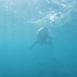 Riley Elliott Instagram - For the first time ever, #SharkWeek is headed to the Metaverse! Join me TONIGHT at 7p ET IN THE SHARK CAGE with me through this once in a lifetime immersive digital experience where we will investigate the great white sharks of New Zealand in Horizon Worlds venues and on the Shark Week Facebook page. #HorizonBlockParty Don’t miss all the heart-pumping moments as Shark Week continues on Discovery and discovery+. Follow this link to check out the event! oculus.com/experiences/event/1009477286379364/ And Happy @sharkweek thanks to @discovery @wbd @discoveryplus