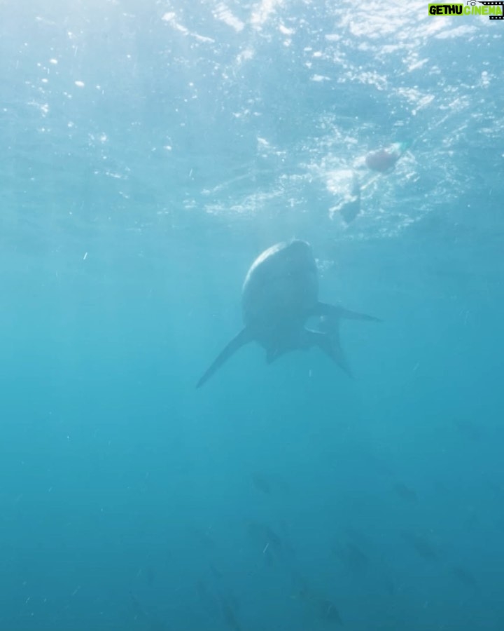 Riley Elliott Instagram - For the first time ever, #SharkWeek is headed to the Metaverse! Join me TONIGHT at 7p ET IN THE SHARK CAGE with me through this once in a lifetime immersive digital experience where we will investigate the great white sharks of New Zealand in Horizon Worlds venues and on the Shark Week Facebook page. #HorizonBlockParty Don’t miss all the heart-pumping moments as Shark Week continues on Discovery and discovery+. Follow this link to check out the event! oculus.com/experiences/event/1009477286379364/ And Happy @sharkweek thanks to @discovery @wbd @discoveryplus