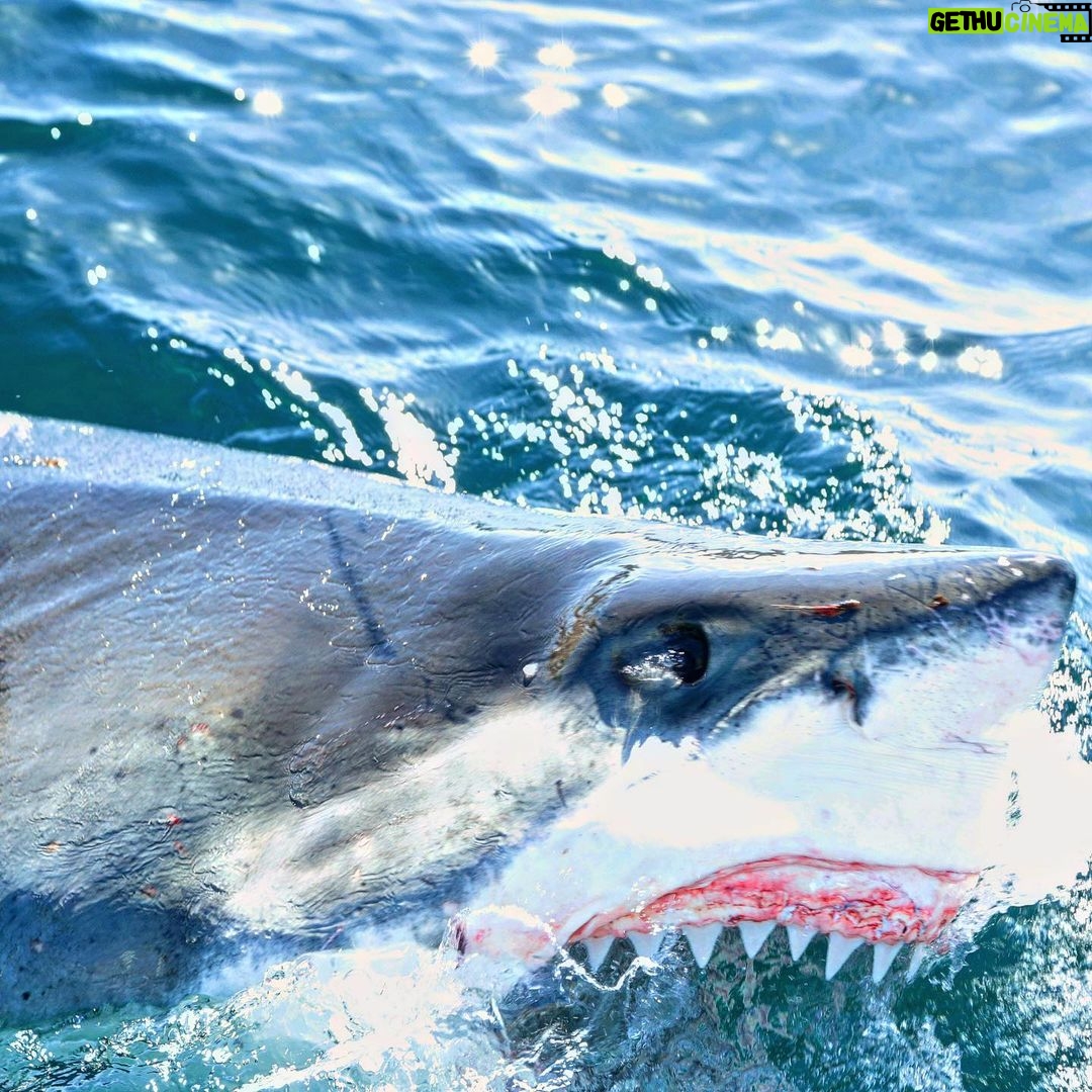 Riley Elliott Instagram - HAPPY @sharkweek Be sure to tune in on @discovery and online @discoveryplus Big thanks to @saminthewild_ for coming on a crazy sketchy weather burdened shark adventure chasing down Mako and Great white sharks. Climate induced weather systems made it deadly to get through the shoot but with persistence, an epic skipper Sean Kelly and an incredible crew of Sigmund Spath @wazzagreen Tony Spear @billy.turner98 @liquid_action_films George Hennah Camillo Spath and the epic team @radleystudios we managed to pull some rabbits from hats in front of active volcanoes and 100year storms. Insane voyage so be sure to check out Great White vs Mako Friday 29th in the Us And thank you so much to the Shark Week family from DC for the incredible annual goodie back of Shark Week memorabilia that I’ll still be rocking when I’m a 70year old salty dog.