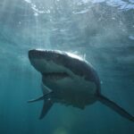 Riley Elliott Instagram - @sharkweek kicks off tomorrow in the northern hemisphere on @discovery channel and Discovery Plus. Super excited to see what my fellow shark week crew got up to. It’s such an exciting time of year to share new technology, new places, and new sharks. I generally take this whole week off and nestle in with some beers and snacks. Don’t know about you? But I just love not only the sharks but also the different ways each crew tells a story, shows us something new, and ultimately creates a tv production. Such a dream job so thank you everyone who helps make these missions happen. Happy Shark Week to all