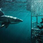 Riley Elliott Instagram - @sharkweek starts in just two days time. It is such a privilege to dive into their world, use science to better understand them, and then share that with hundreds of millions of people around the world. Thank you @discovery channel for making a nature kids dream come true. Not everyday the office involves coming face to face with Great Whites. Be sure to tune into Jaws in the Shallows on Thursday night 27th July at 8pm. Thanks to my amazing wife @amberandfriendsphoto for putting in the field work time with me and taking all the pretty pictures.