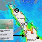Riley Elliott Instagram - Incredible!!!! SWAJ (jaws in reverse) the last remaining tag transmitting at this point has migrated!!!!! After four months of hanging out in Doubtless bay this baby Great White has made a huge migration to Port Waikato!!!! Incredible to see not only the clear nursery areas utilised like Doubtless bay (in the circle) this baby GW only four feet long has now popped up on the West coast. Absolutely incredible stuff. We would not know any of this without the amazing public support of the Great White Project. Thanks to Hughes Hallett and Vipond Endeavours for sponsoring SWAJ. And I will be making best efforts to tag more GWs and get the other tags we recovered thanks to you, back out on those sharks and more. Cheers everyone. Amazing work