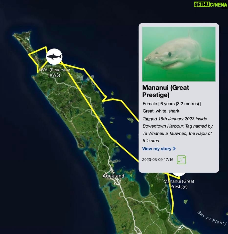Riley Elliott Instagram - Great White App update!!! After some time below water we have some recent pings from our Great White sharks. Mananui has made an incredible return journey to the Coromandel region, just offshore of the Alderman Island where I live in Tairua!!! Mananui had gone all the way around the top of the north island to 90Mile Beach on the West Coast!!! And has now returned through the Hauraki Gulf, down to the Coromandel mussel farms, back up and around the tip of the Coromandel Peninsula and now just offshore of the Alderman Islands as said. Incredible really. Where to next? In totally different fashion, SWAJ continues to remain in Doubtless Bay Area. There must be some small fish prey teeming in this area to hold her there for so long. I got a low accuracy location just the other day which shows she is still there. And then the infamous Daisy has pinged after a month of silence. It shows us that these sharks do not need to surface regularly and thus the locations we get, can go quiet for a while but the shark is fine. Stoked to see Daisy again, I know she is a fan fave. I have tried very hard to deploy more tags but the unprecedented weather and road closures have made it incredibly challenging to do so. I also feel that the flood waters along the harbours and coastline have pushed normal fish life patterns offshore or further north, hence the sharks all moving quite far from tagging locations. I appreciate the patience, especially from those who have sponsored tags but this is the reality of working with nature it seems. There will be more I promise. But for now let’s continue to enjoy these three amazing sharks!!!